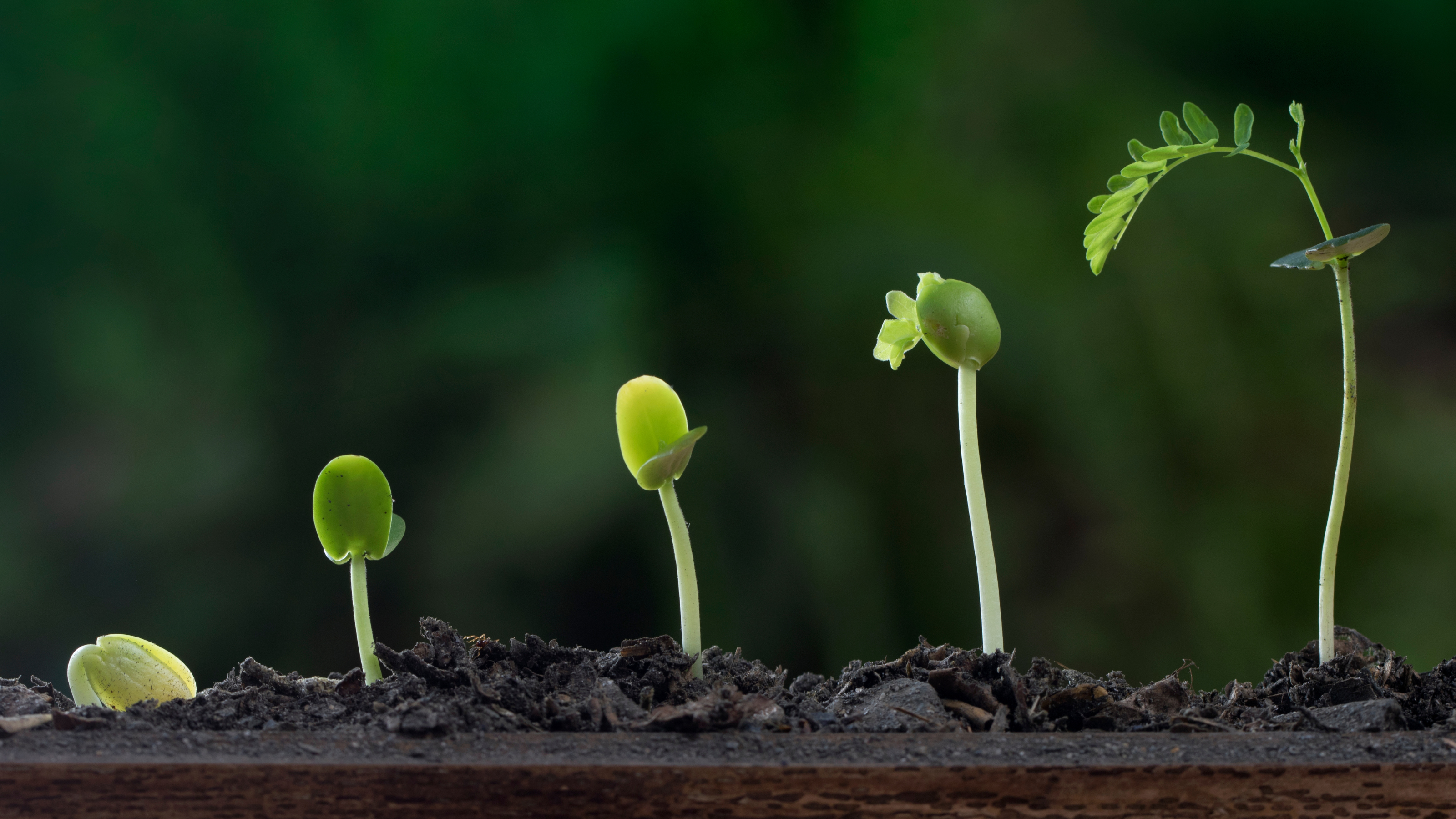 Natürliche Bio Pflanzen Hilfsmittel und Booster: Der ultimative Leitfaden für gesunde und produktive Gärten