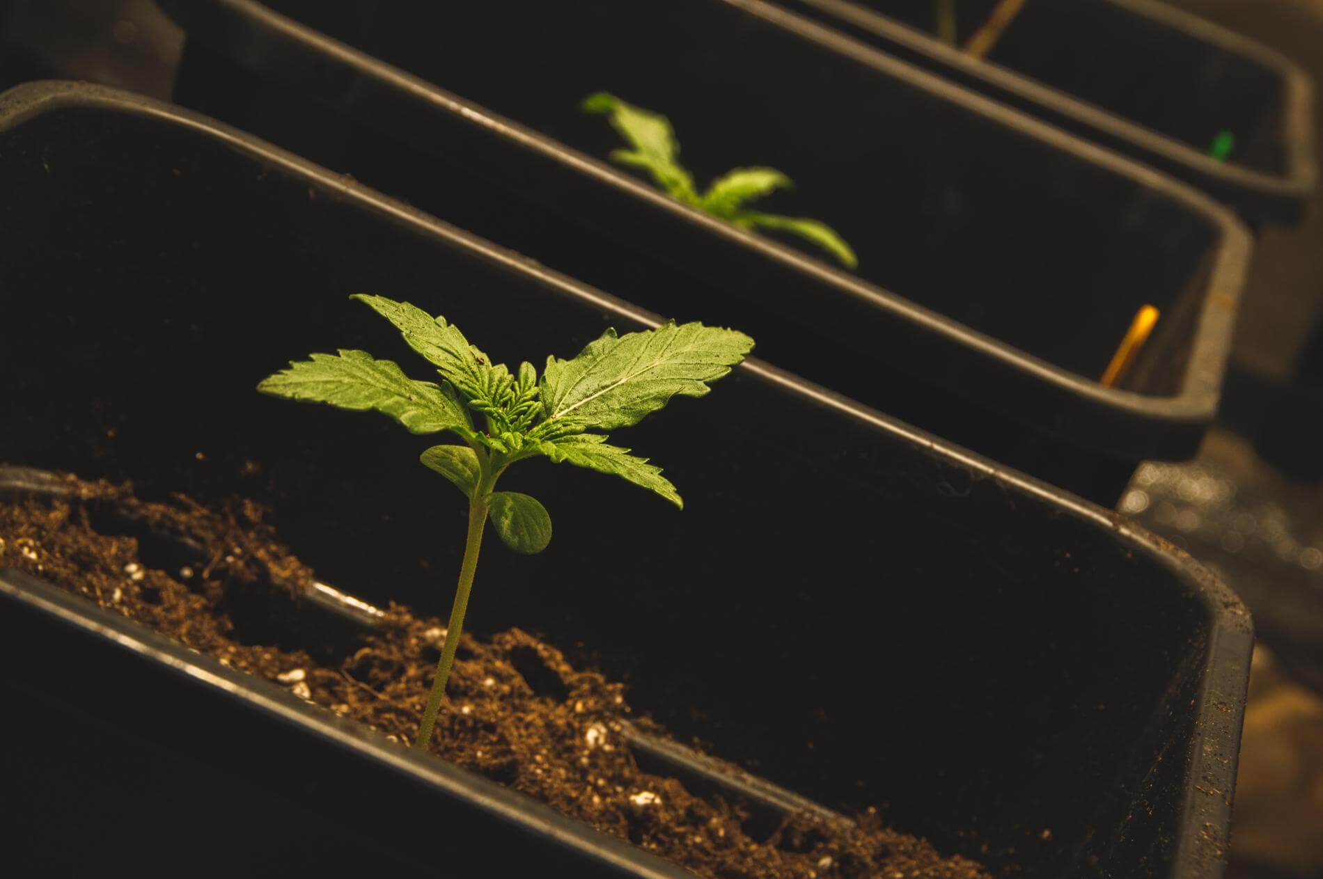 Living Soil - Revolution des organischen Anbaus?