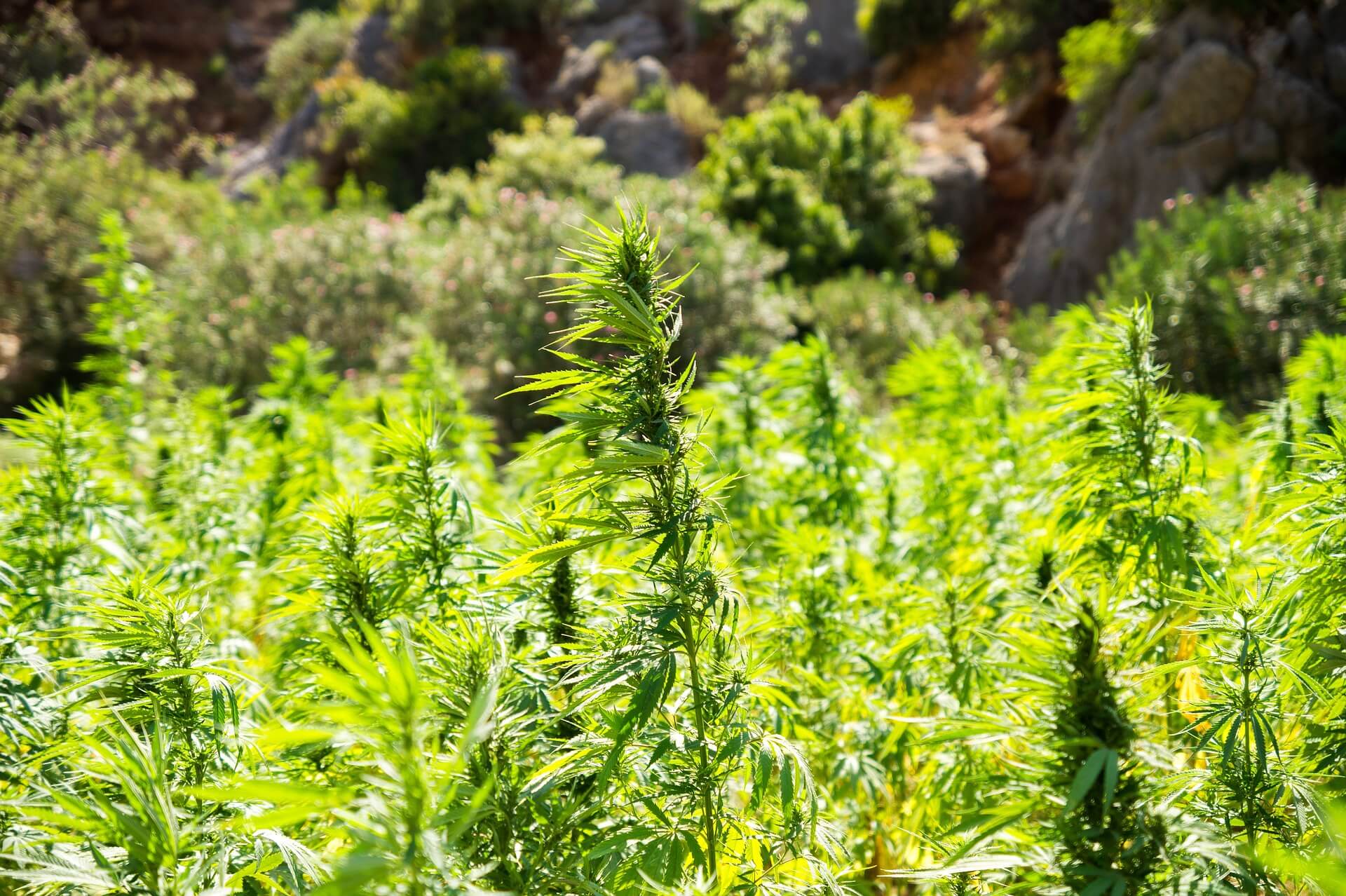 Natürliche Dünger für Cannabis: Algen, Fischmehl, Hornmehl und mehr - Captain Weedy Grow Tipps