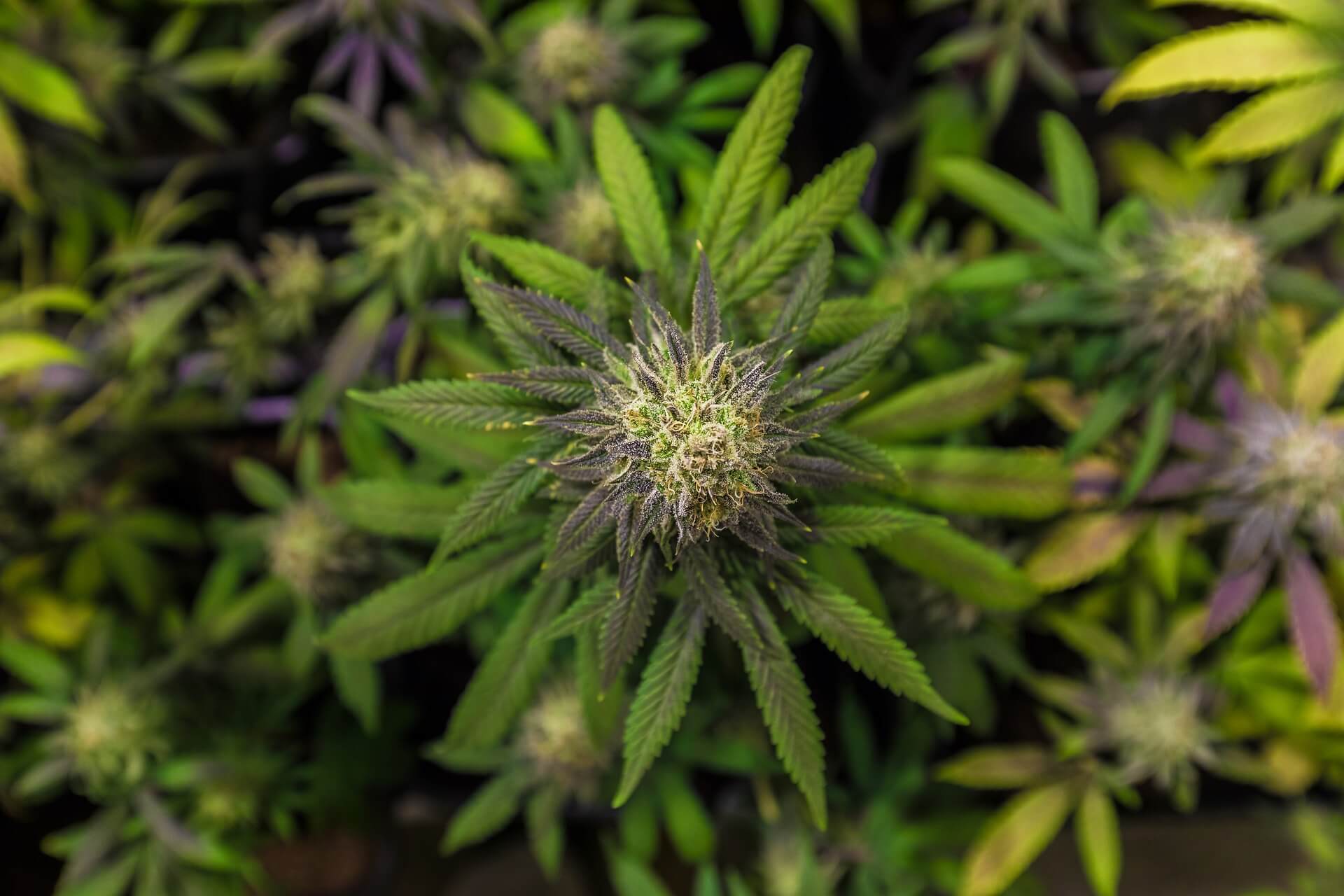 Captain Weedy Grow Tipps: Power-Up für Deine Pflanzen mit Living Soil