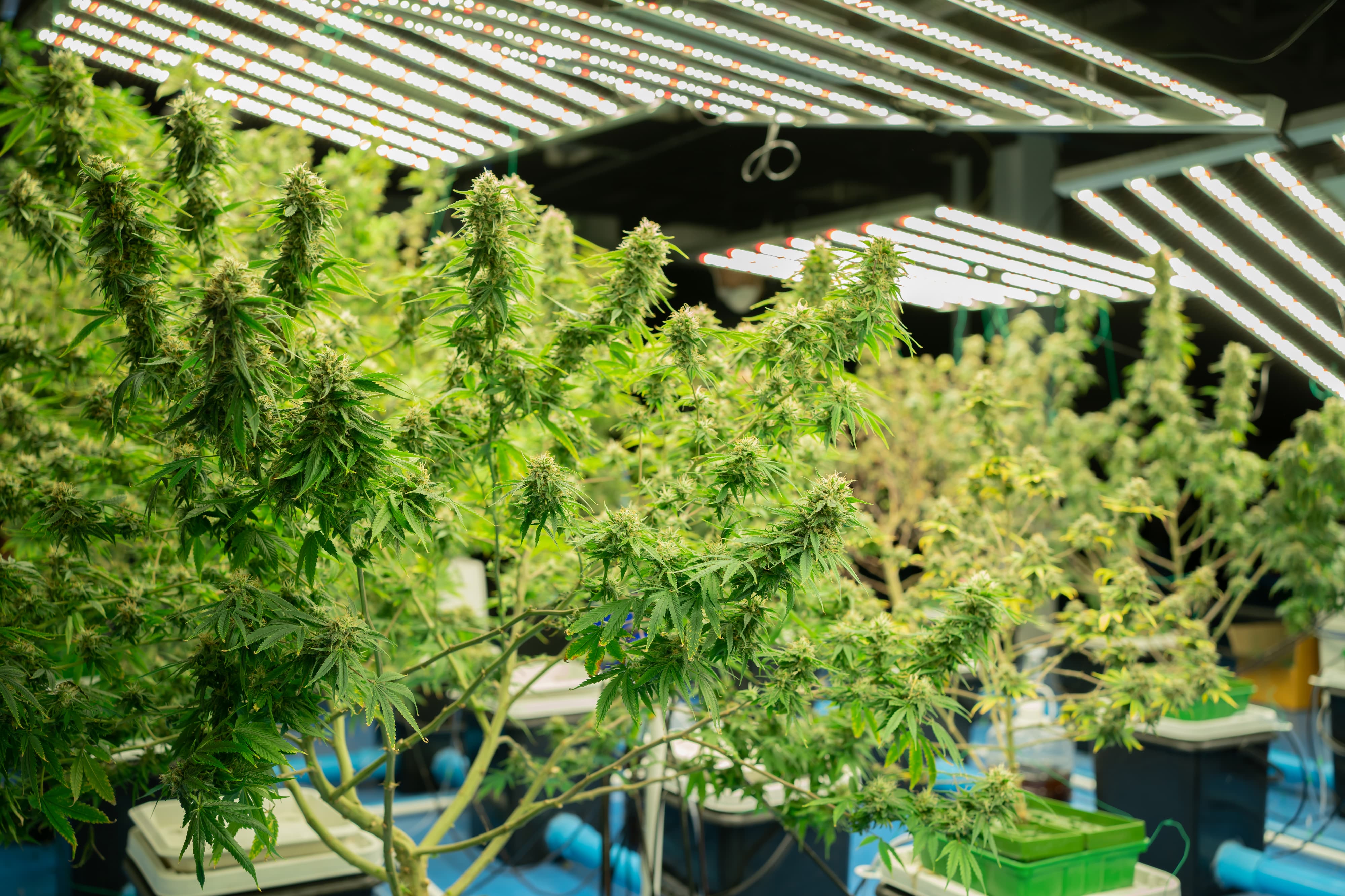 Der ultimative Leitfaden für effektives Pflanzenwachstum - LED Pflanzenlampen