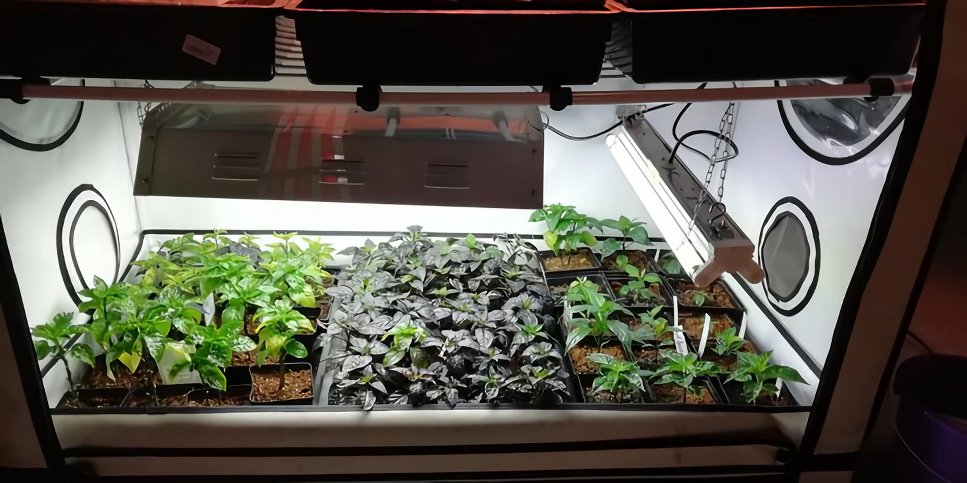 Top-Tipps und DIY-Hacks zur Temperaturkontrolle beim Cannabis-Growing