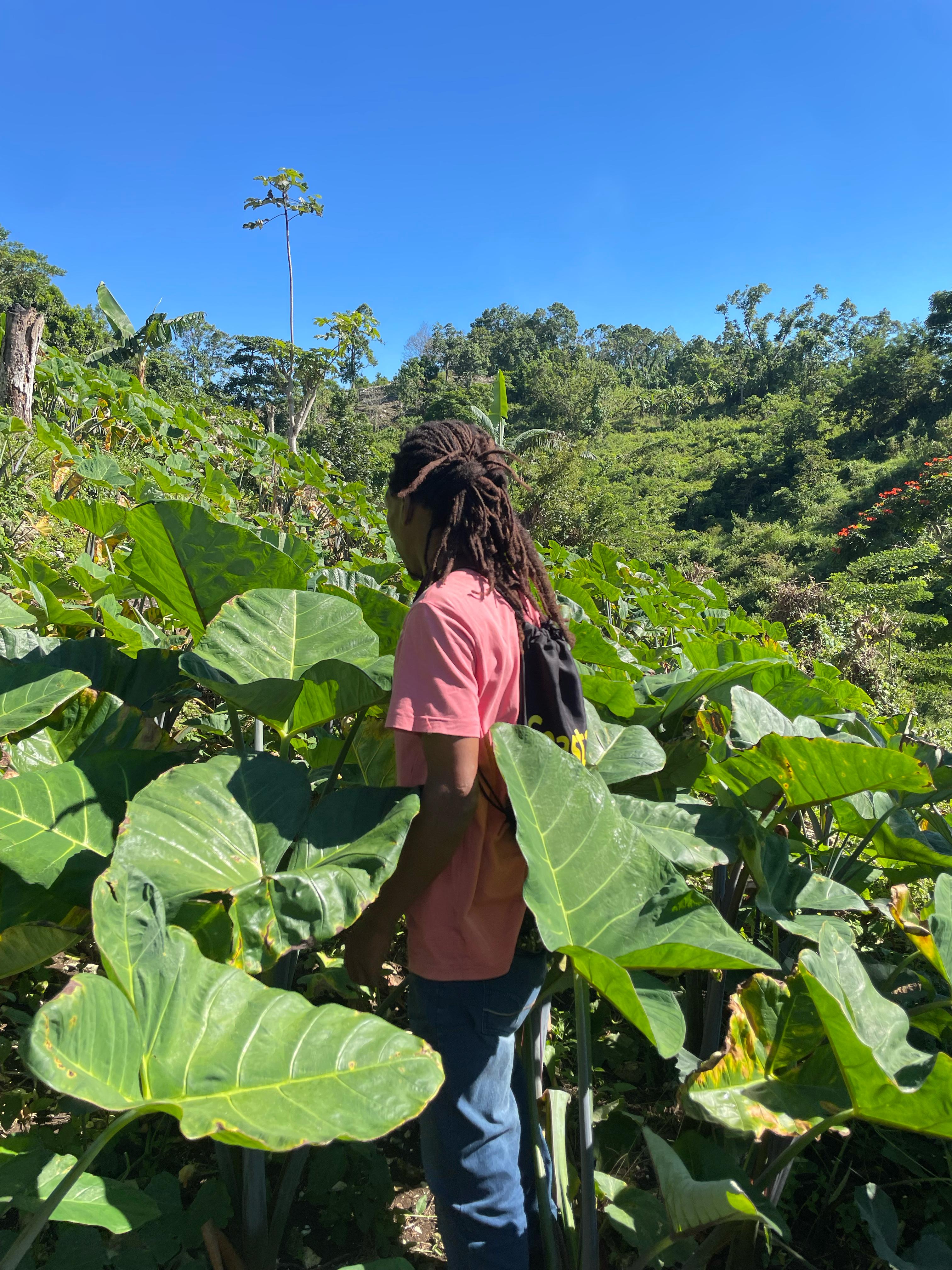 Jamaika Community-Reise