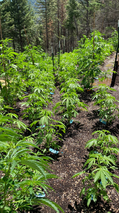 Captain Weedy's Smoke & Travel nach Kalifornien vom 02.06. – 09.06.2025