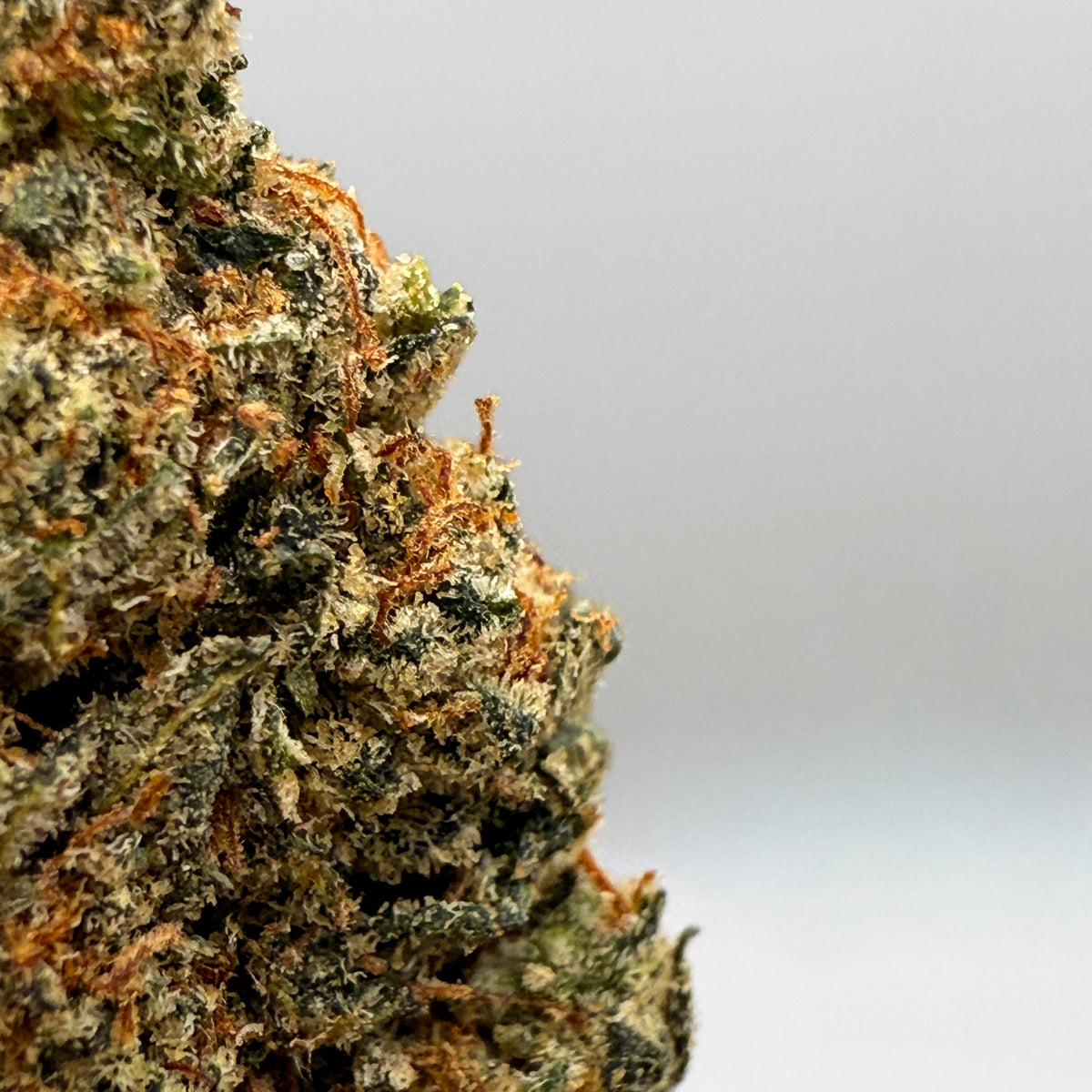Gary Payton CBD Blüten | Hybrid CBD Hanfblüten – Captain Weedy